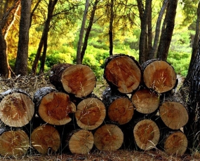 Gỗ tự nhiên là gì và những ứng dụng tuyệt vời của loại gỗ tự nhiên 